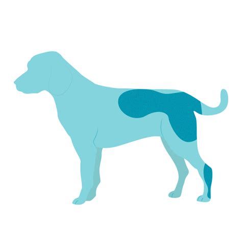 Flea Allergy Dermatitis In Dogs Joii Pet Care