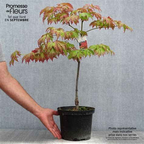 Acer Japonicum Aconitifolium Rable Du Japon Feuilles D Aconit