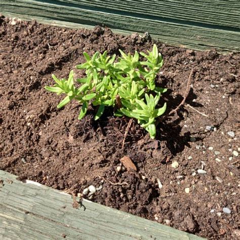 Lithodora Diffusa Heavenly Blue Syn Lithospermum Diffusum Heavenly