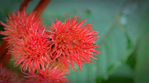 300,000+ Free Castor Oil Plant & Oil Images - Pixabay