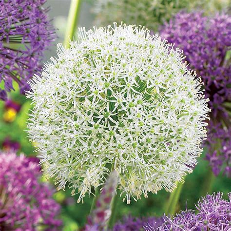 Allium Mount Everest Czosnek Ozdobny Szt Cm Ogrodnik Pl