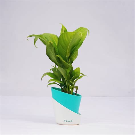 Peace Lily Plant – Greenth