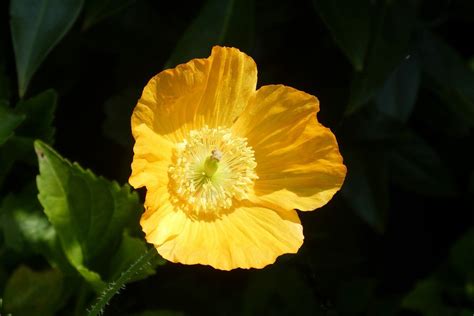 Yellow Poppy Mock Free Photo On Pixabay Pixabay