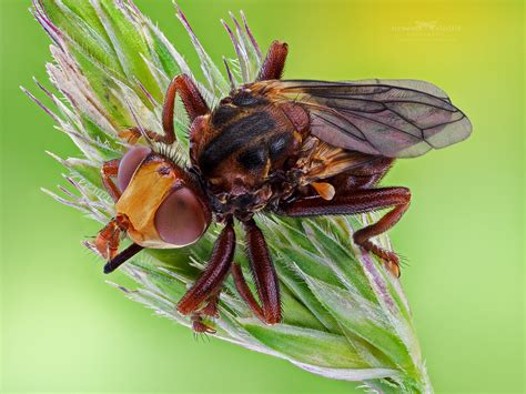 Sicus Ferrugineus Olympus Om D E M Mark Iii M Zuiko Di Flickr