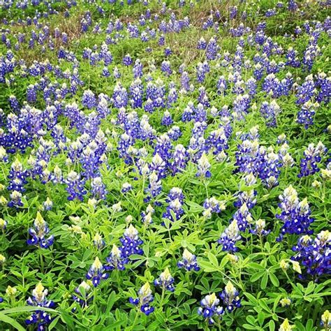 Burnet The Bluebonnet Capital Of Texas Learn More About The Legend Of