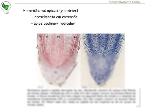 Solution Aula Anatomia Sistema D Rmico Studypool