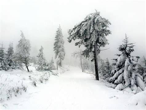 Kostenlose Foto Baum Natur Wald Ast Berg Schnee Winter Schwarz