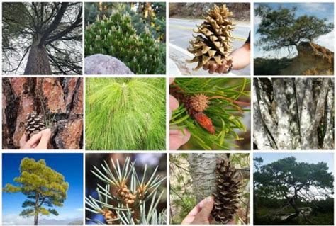 5 Best Types Of Pine Trees In Wisconsin To Grow Or Admire