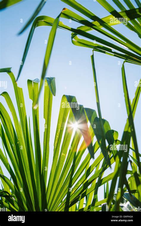 Green leaves in sunlight Stock Photo - Alamy