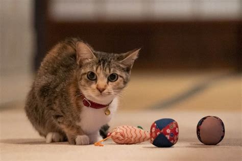 （写真）猫の日に猫まみれ！ 古川雄輝『ねこ物件』、究極の癒やしの猫画像22点公開 予告も到着 ドラマ ニュース ｜クランクイン！