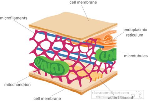 Cytoskeleton Cartoon