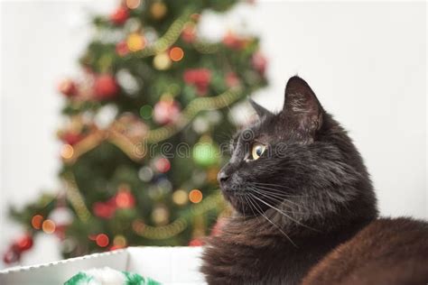 Black Cat With A Christmas Tree With Ornaments And Lights In The