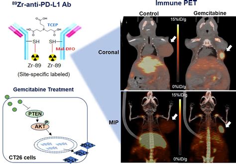 Zr Labeled Anti Pd L Antibody Pet Monitors Gemcitabine Therapy