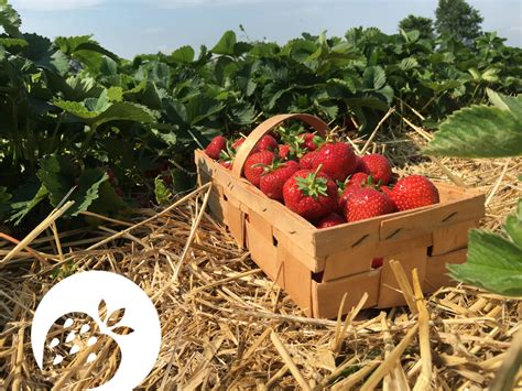 Dahoam hofreiter selber Ernten Beeren Gemüse BeerenCafé München