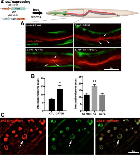 Induction Of Intestinal Endosomes In C Elegans Fed E Coli That