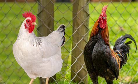 Frango De Granja X Frango Caipira Mitos E Verdades Comprerural