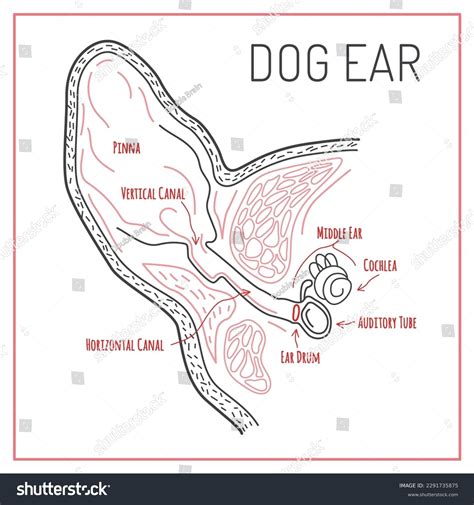 Dog Ear Scheme Medical Infographic Editable Stock Vector (Royalty Free) 2291735875 | Shutterstock