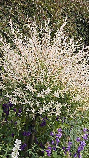 Salix Integra Hakuro Nishiki Flamingo Willow Tree Buy Uk Shrubs For