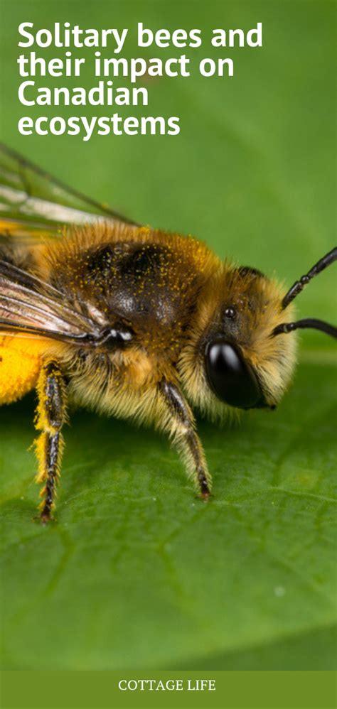 For The Love Of Solitary Bees And Their Impact On Canadian Ecosystems