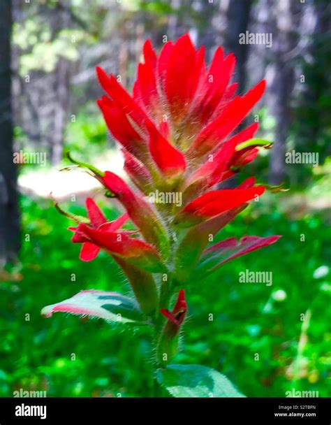 Wildflowers Paint Brush Castilleja Indivisa Texas Indian Paintbrush