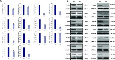 The Expression Of Rab Proteins Before And After Capacitation In Mouse