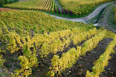 Mosel Wine Tours Bottlestops