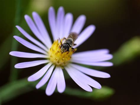 Halictidae | Northwest Naturalist