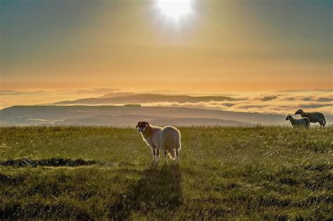 HD wallpaper: white sheep on green grass field during sunset, sheep ...