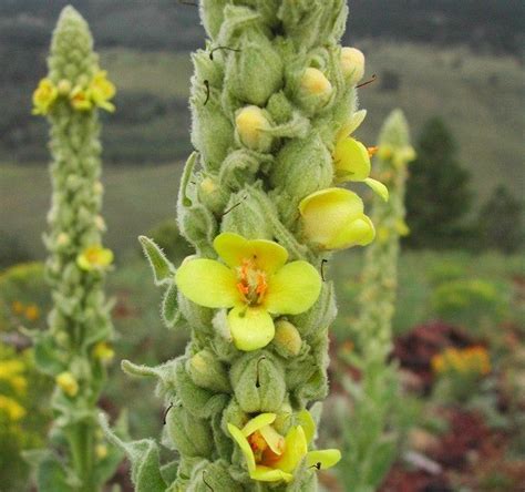 Mullein Is A Biennial Taking Two Years To Complete Its Lifecycle