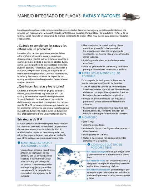 Manejo Integrado De Ratas Y Ratones Manejo Integrado De Plagas Ratas