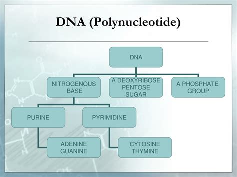 Ppt Molecular Basis Of Inheritance Powerpoint Presentation Free