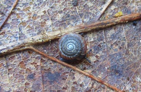 How Snails Contribute To Ecosystems