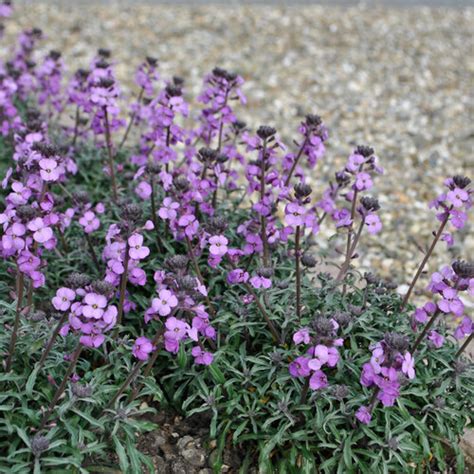 Bowles Me Away Wallflower Erysimum Linifolium Proven Winners