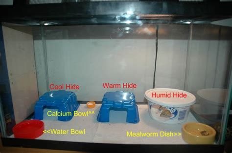 Geckos-Leopard - Simple Gecko Tank Setup: | Gecko habitat, Gecko, Leopard gecko terrarium