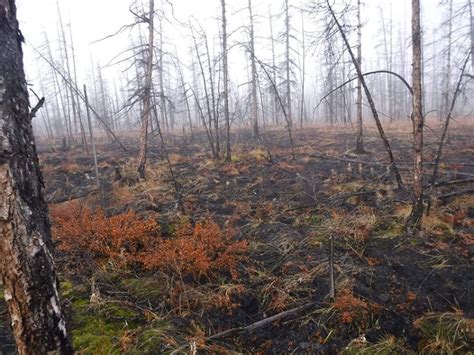 Wildfires Trigger Long-Term Permafrost Thawing - Eos