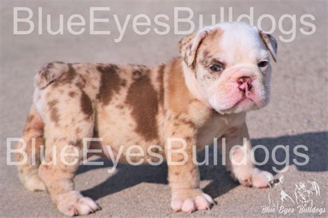 Top 3 Best English Bulldog Colors In 2022