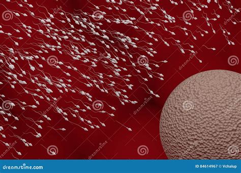 Sperm And Egg Cell Fertilization Concept Stock Illustration