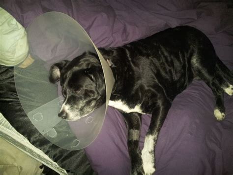 recovery | Dogs, Animals, Recovery