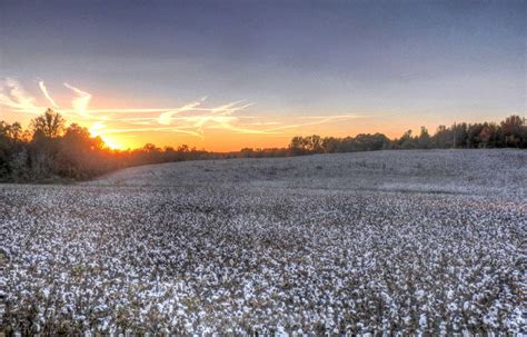 Cotton Field Wallpapers Top Free Cotton Field Backgrounds