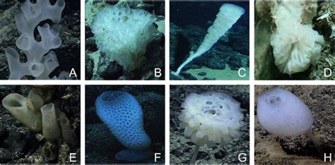 Some Examples Of Glass Sponges Porifera Hexactinellida A C E H