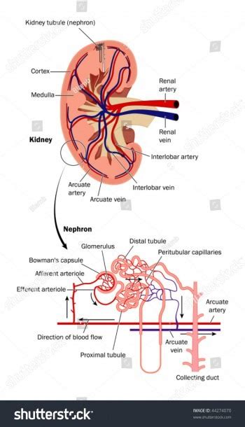 Nephron Diagram With Labels