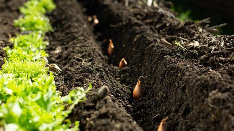 Réussir la culture des oignons dans votre jardin