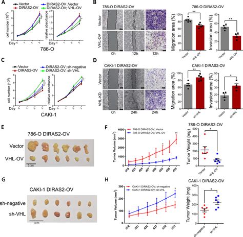 The Tumor Promoting Activity Of Di Ras2 Is Overridden By Vhl A Cell Download Scientific Diagram