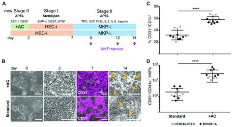 Production Of Hemogenic Endothelial Cells Hecs And Megakaryocyte