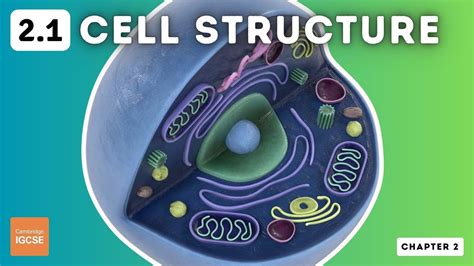 Igcse Biology Cell Structure And Organisation 2 1 Youtube