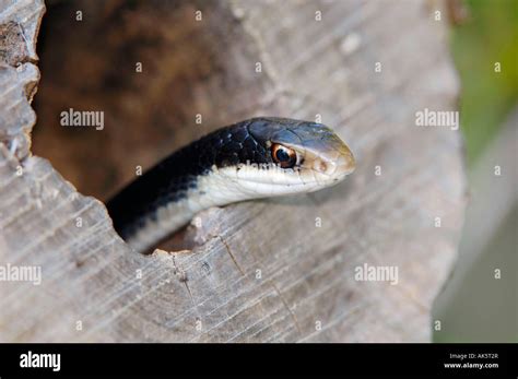 Southern Black Racer Stock Photo Alamy