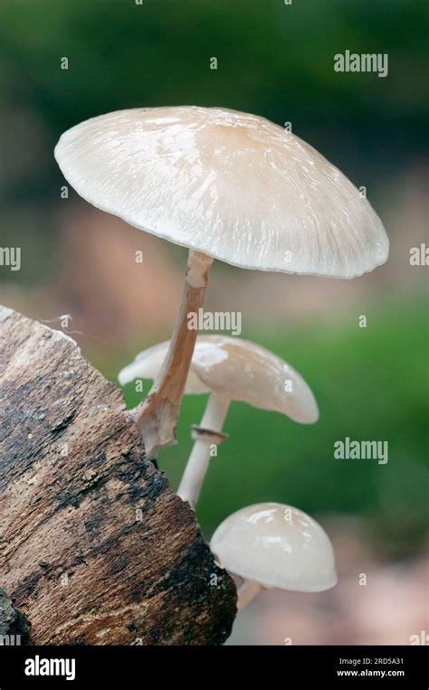 Porcelain Fungus Oudemansiella Mucida Netherlands Stock Photo Alamy