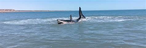 Beached Great White Shark