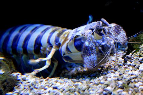 Lysiosquillina Maculata Zebra Mantis Shrimp