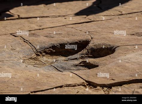 Footprint Of A Hadrosaur Duckbill A Fossilized Dinosaur On Flagstone